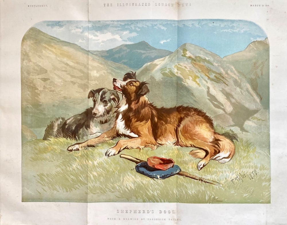 Shepherd's Dogs.  1859.