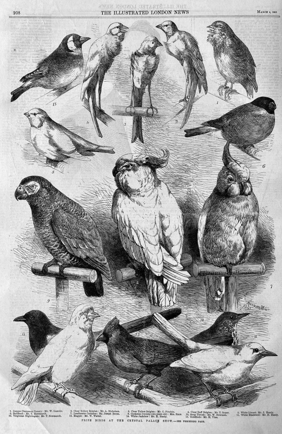 Prize Birds at the Crystal Palace Show.  1865.