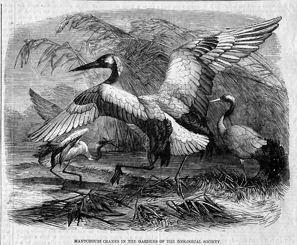 Mantchouri Cranes in the Gardens of the Zoological Society.  1857.