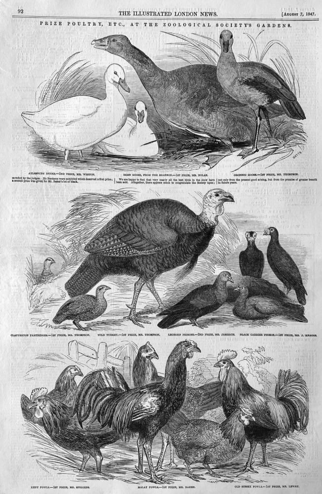 Prize Poultry, Etc., at the Zoological Society's Gardens.  1847.