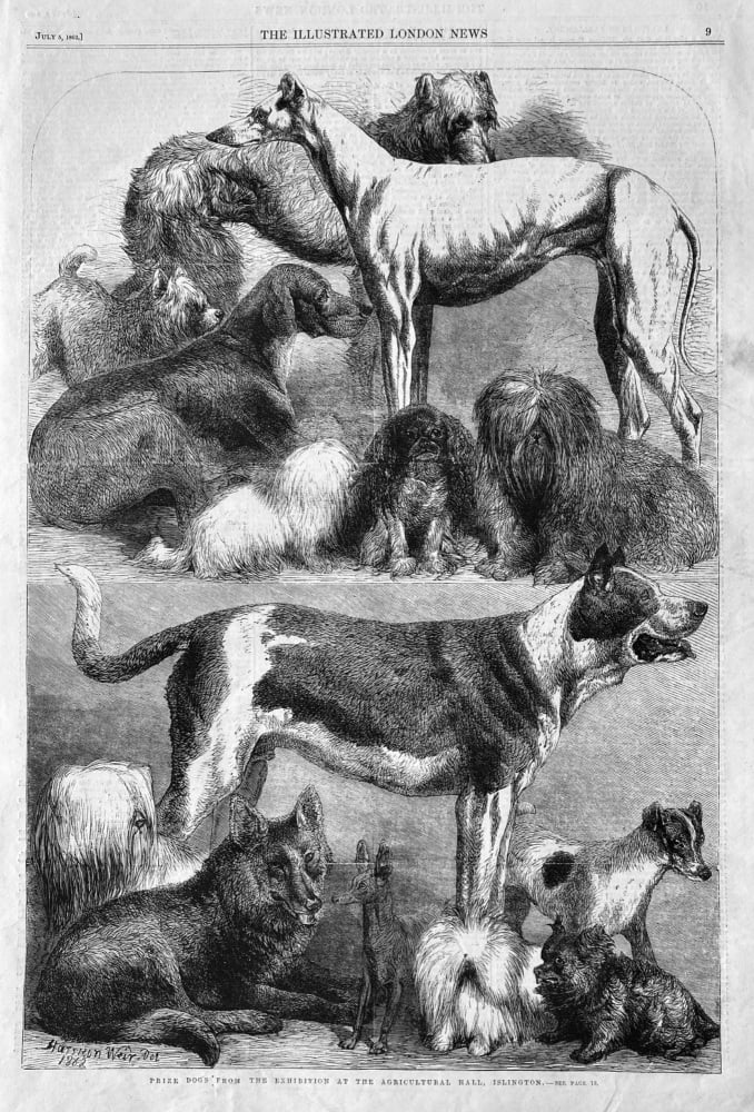 Prize Dogs from the Exhibition at the Agricultural Hall, Islington.  1862.