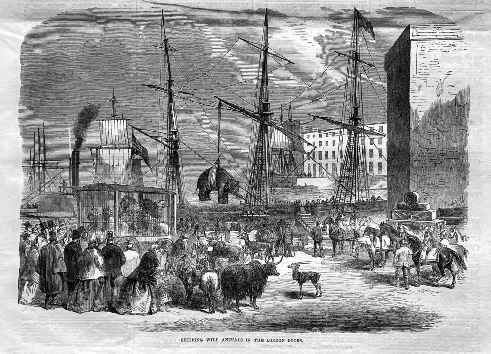 Shipping Wild Animals in the London Docks.  1864.
