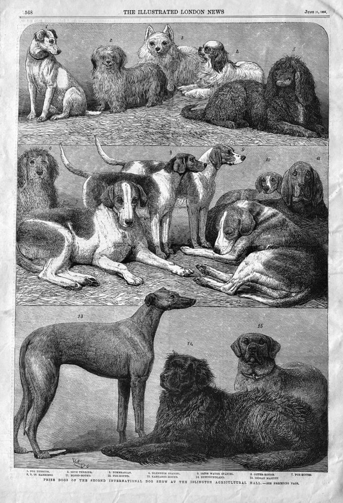 Prize Dogs of the Second International Dog Show at the Islington Agricultural Hall.  1864.