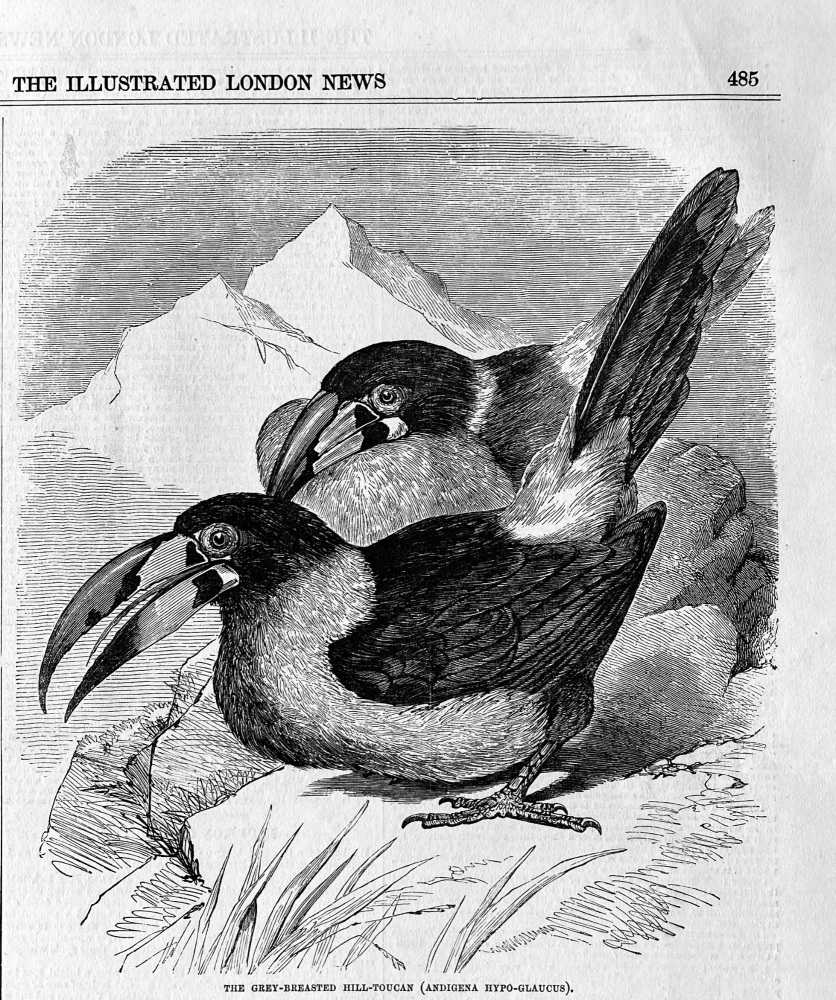 The Grey -Breasted Hill- Toucan  (Adigena  Hypo-Glaucus).  1855.