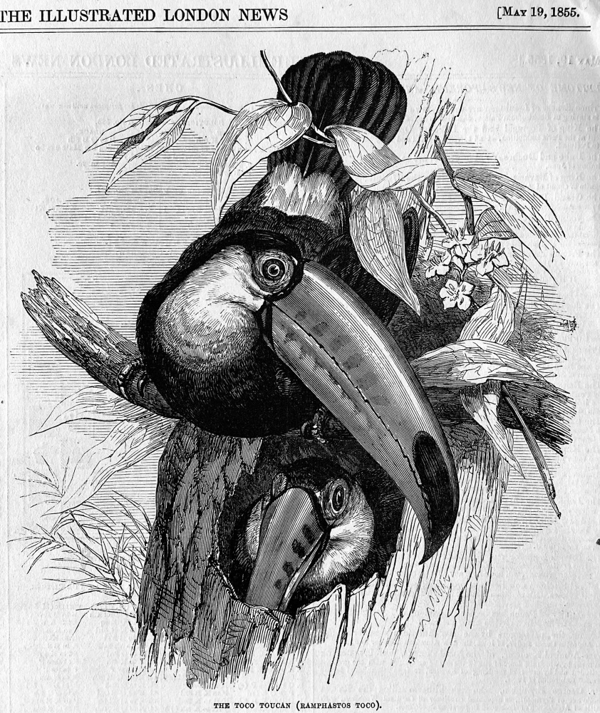 The Toco  Toucan  (Ramphastos Toco).  1855.