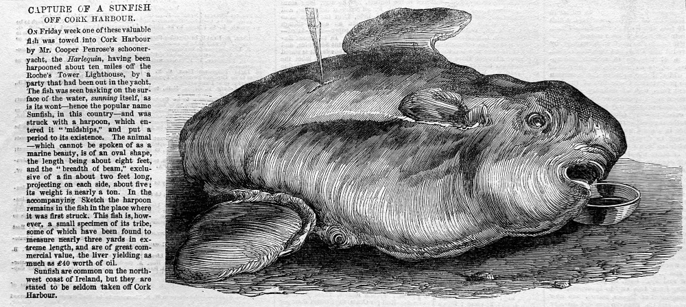 Capture of a Sunfish off Cork Harbour.  1855.