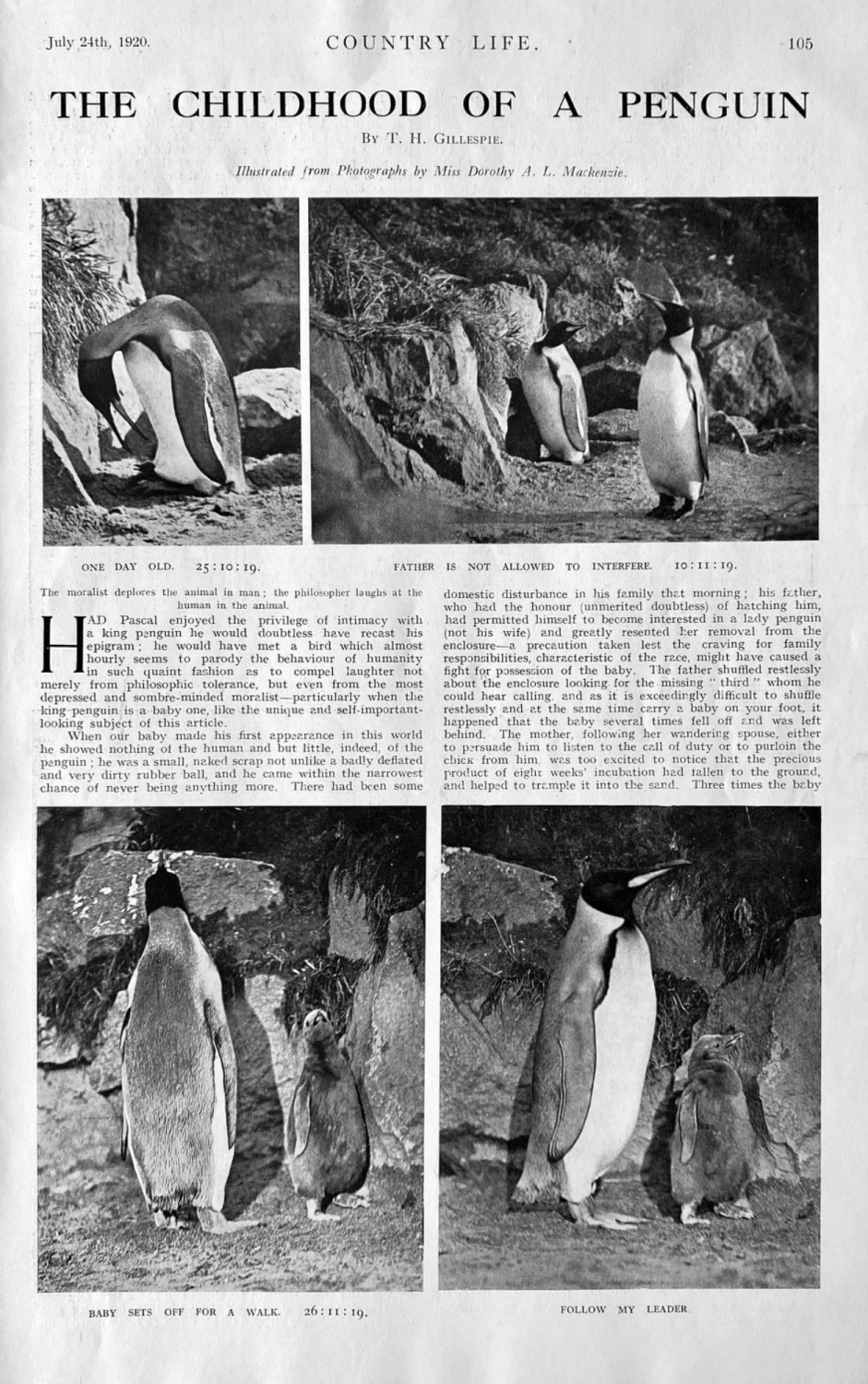The Childhood of a Penguin.  1920.