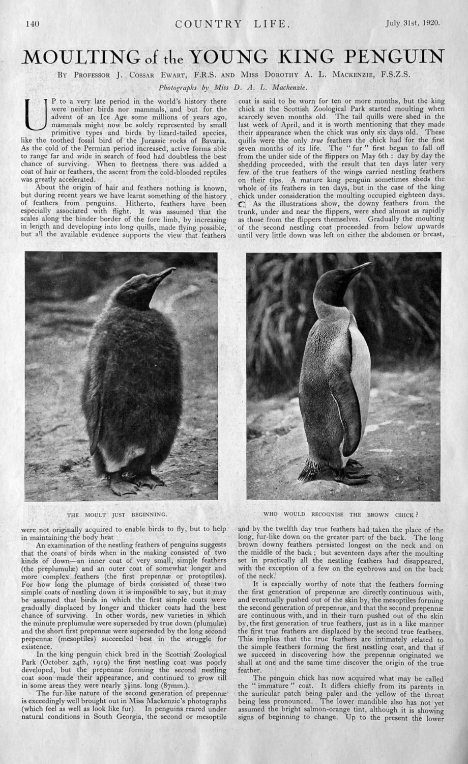 Moulting of the Young King Penguin.  1920.