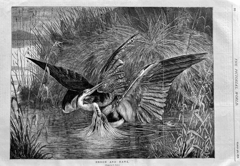 Heron and Hawk.  1878.