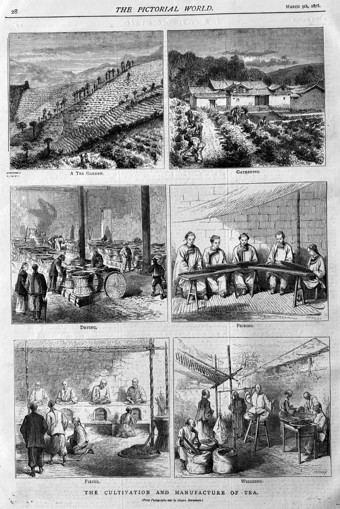 The Cultivation and Manufacture of Tea.  1878.