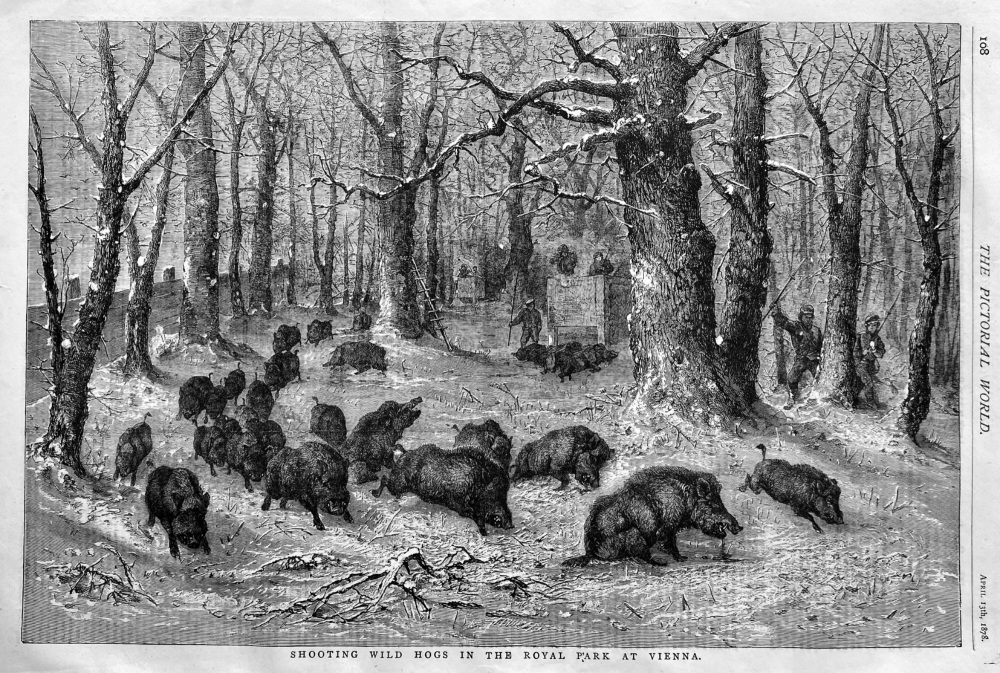 Shooting Wild Hogs in the Royal Park at Vienna.  1878.