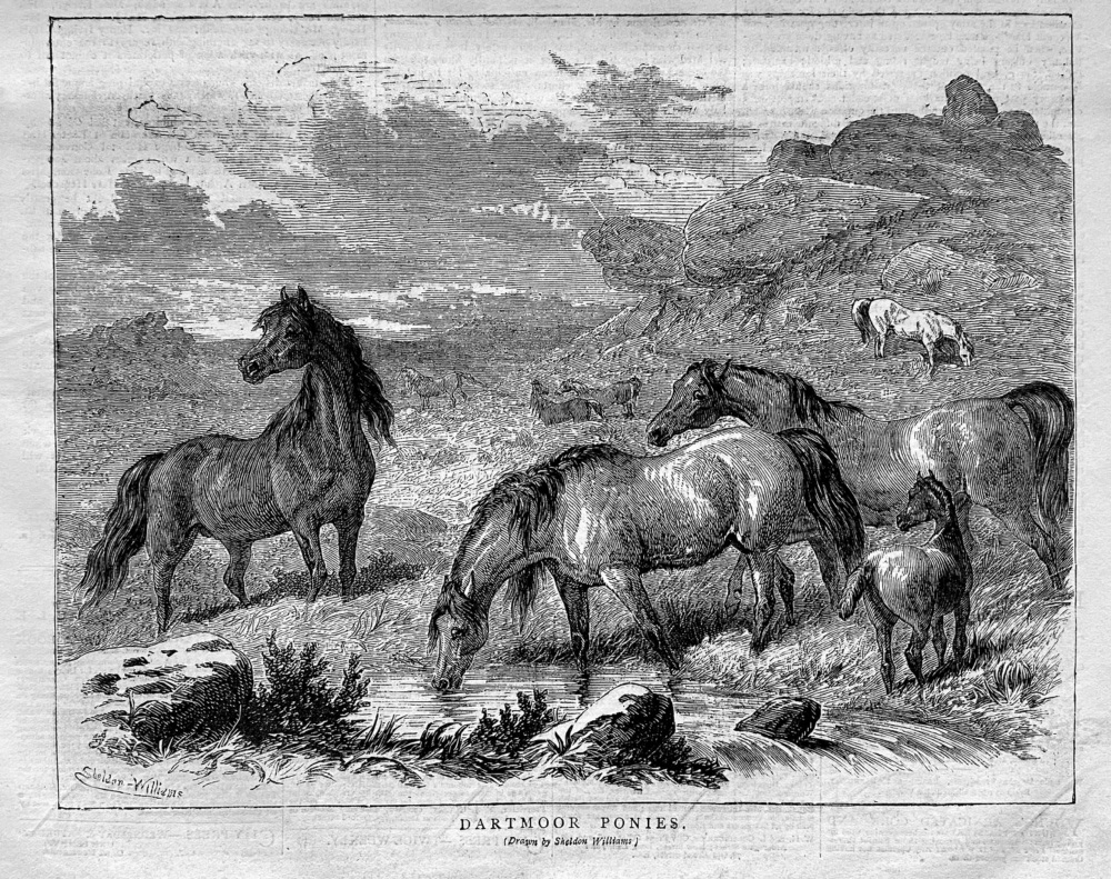 Dartmoor Ponies.  1878.