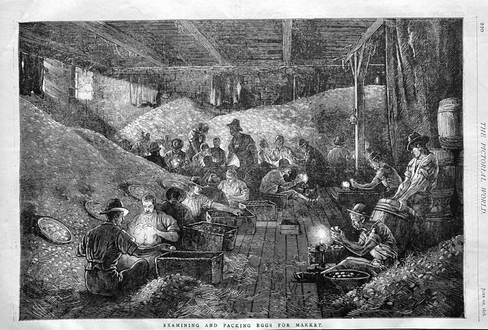 Examining and Packing Eggs for Market.  1878.