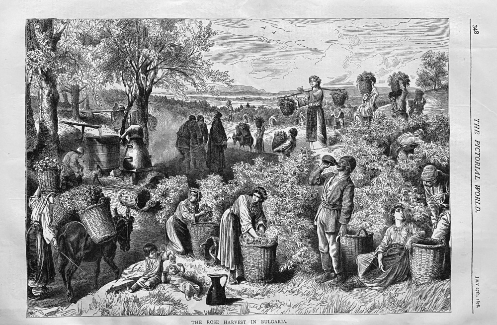 The Rose Harvest in Bulgaria.  1878.