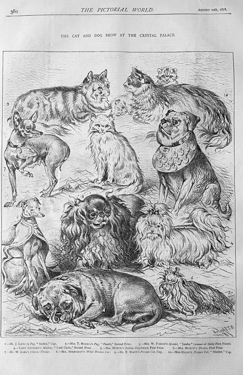 The Cat and Dog Show at the Crystal Palace.  1878.