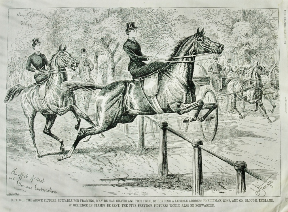 Ellimans Embrocation Advert - 1889