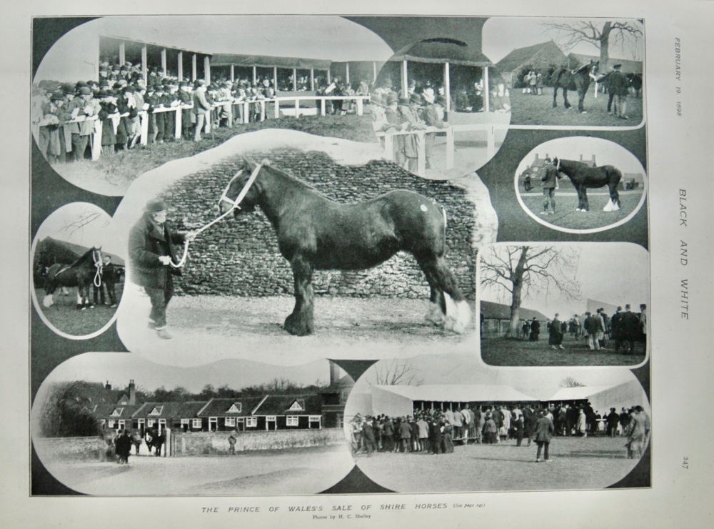 The Prince of Wales's Sale of Shire Horses - 1898