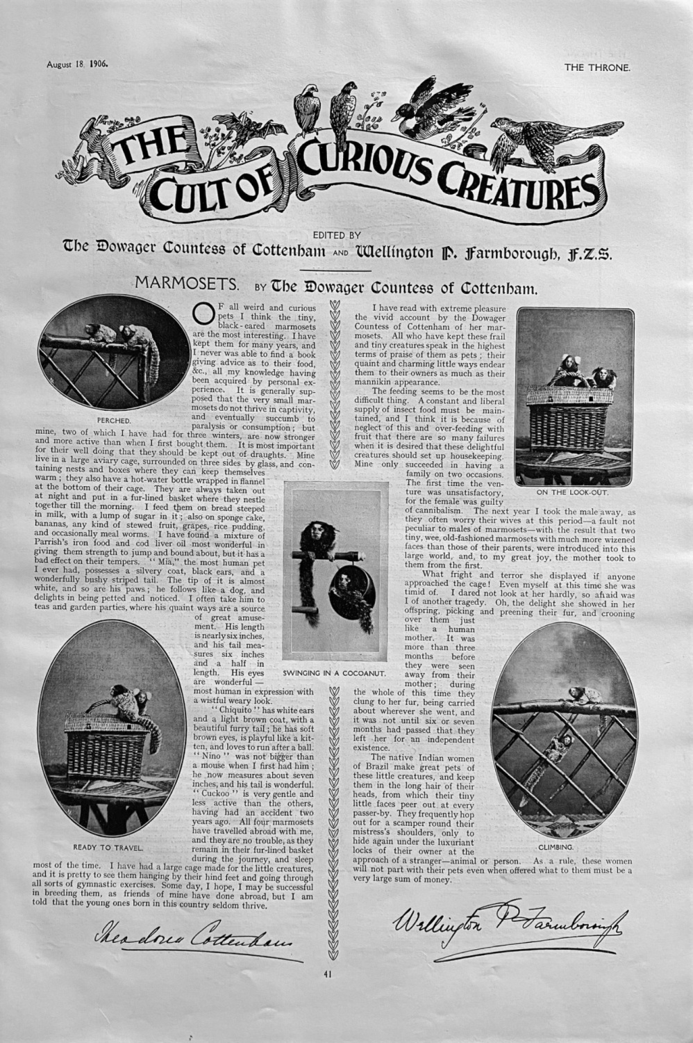 The Cult of Curious Creatures :  Marmosets.  1906.