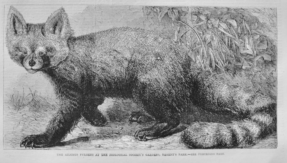 The Ailurus Fulgens - 1869