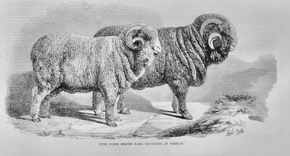 Pure Saxon Merino Rams - 1869