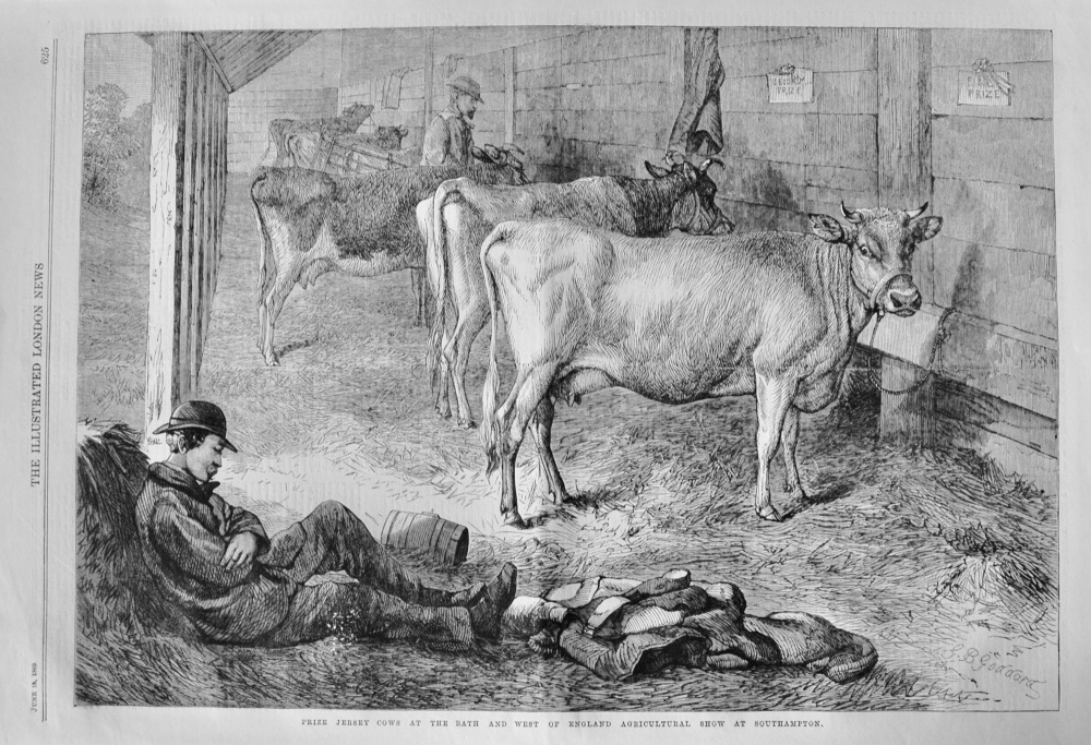 Prize Jersey Cows at the Bath and West of England Show - 1869