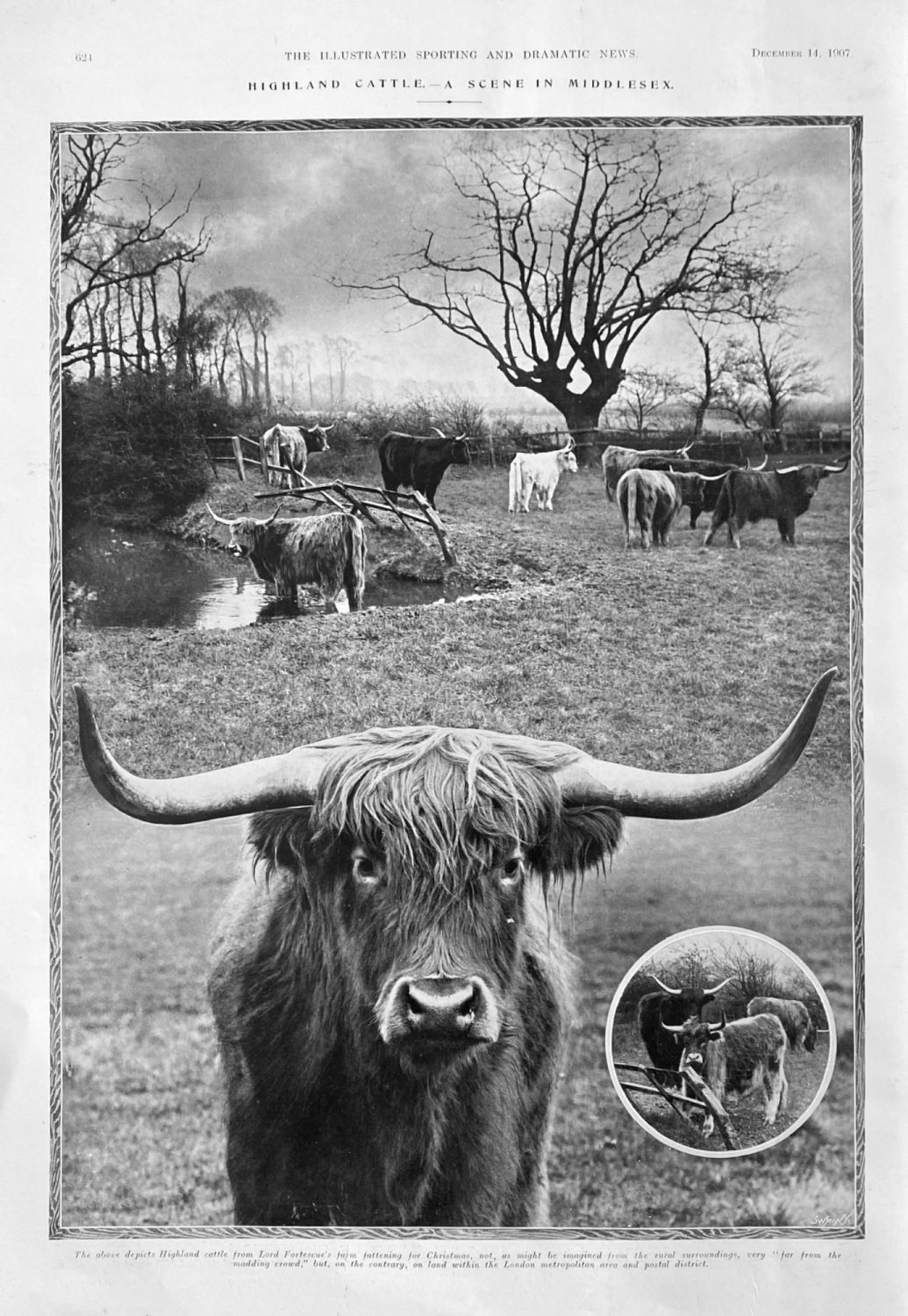 Highland Cattle.-  A Scene in Middlesex.  1907.