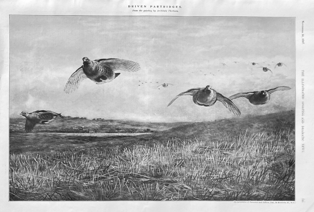 Driven Partridges.  (From the painting by Archibald Thorburn.)  1907.