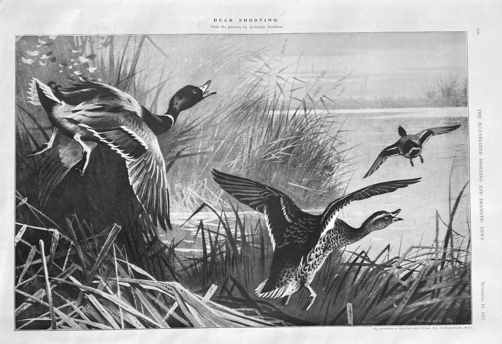 Duck Shooting.  1907.