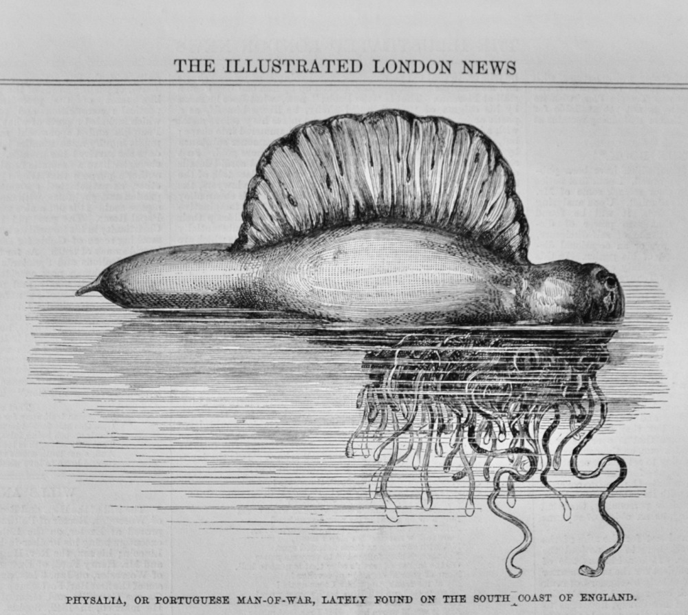 Physalia, or Portugese Man-of-War