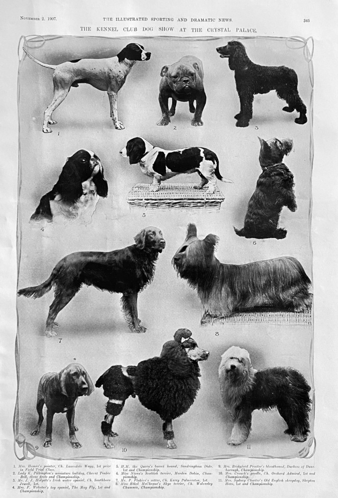 The Kennel Club Dog Show at the Crystal Palace.  1907.
