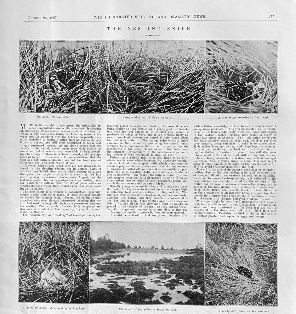 The Nesting Snipe.  1907.