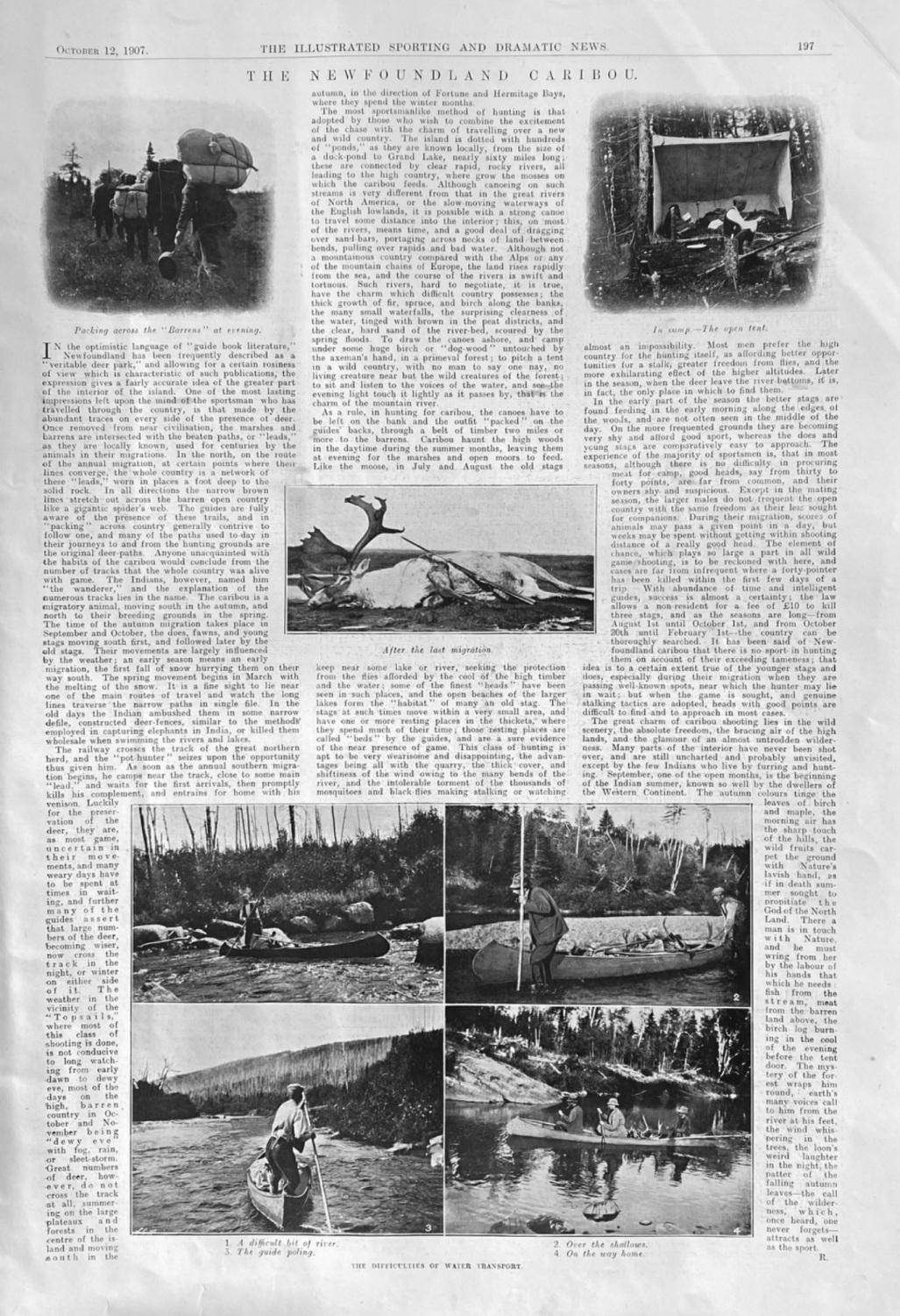 The Newfoundland Caribou.  1907.