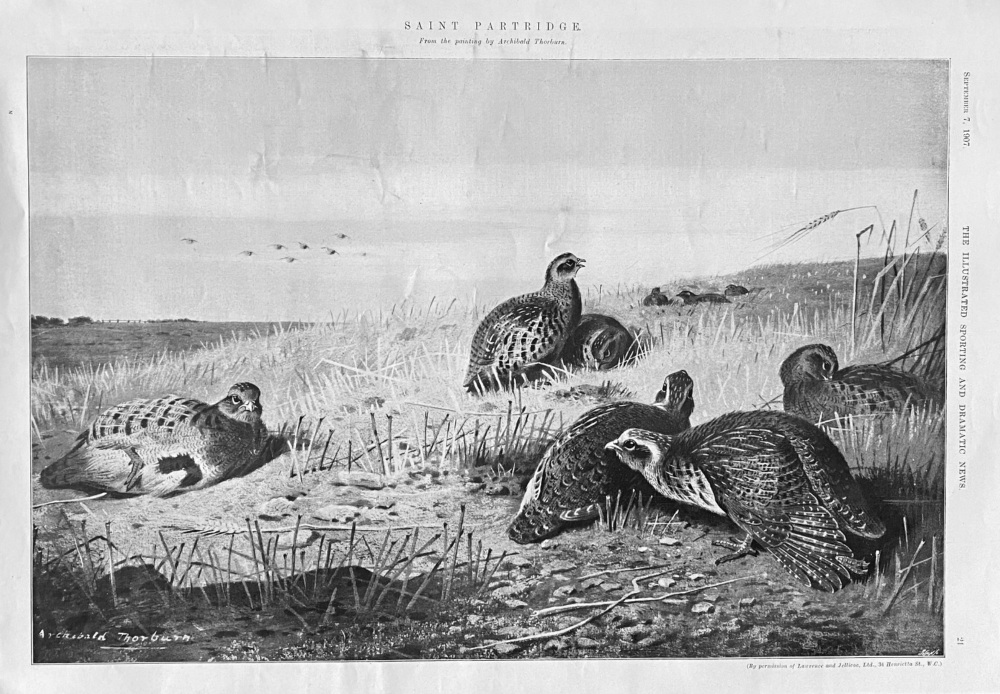 Saint Partridge.  (From the painting by Archibald Thorburn.)  1907.