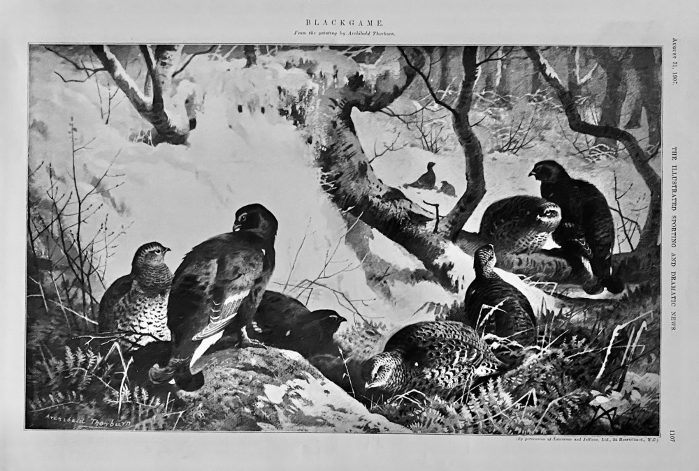 Blackgame.  (From the painting by Archibald Thorburn.) 1907.