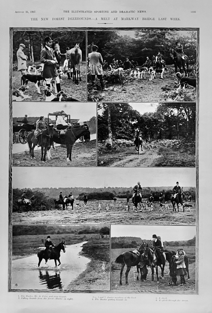 The New Forest Deerhounds.-  A Meet at Markway Bridge  Last Week.  1907.