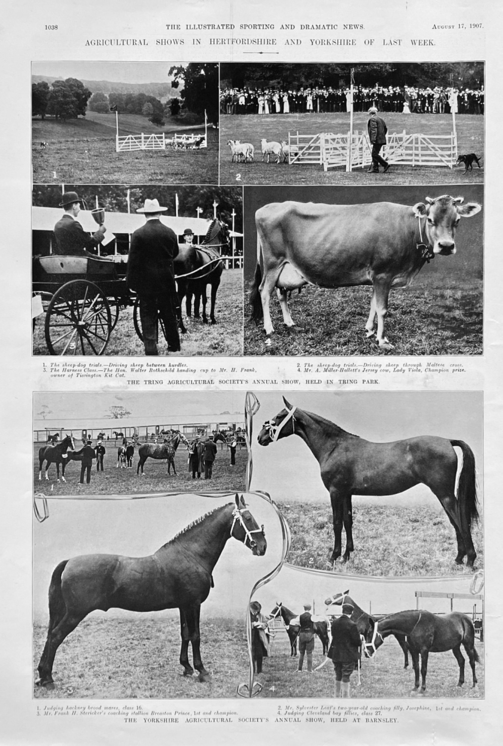 Agricultural Shows in Hertfordshire and Yorkshire of Last Week.  1907.