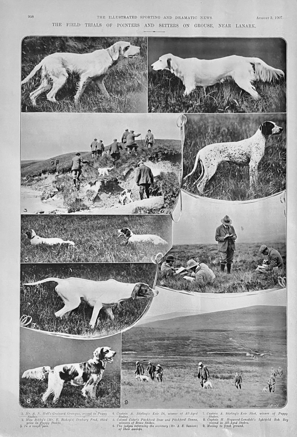 The Field Trials of Pointers and Setters on Grouse, near Lanark.  1907.