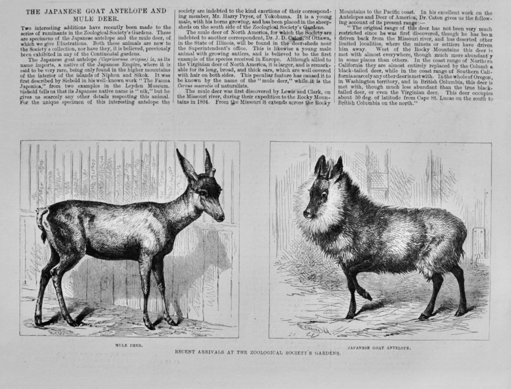 The Japanese Goat Antelope and Mule Deer - 1879
