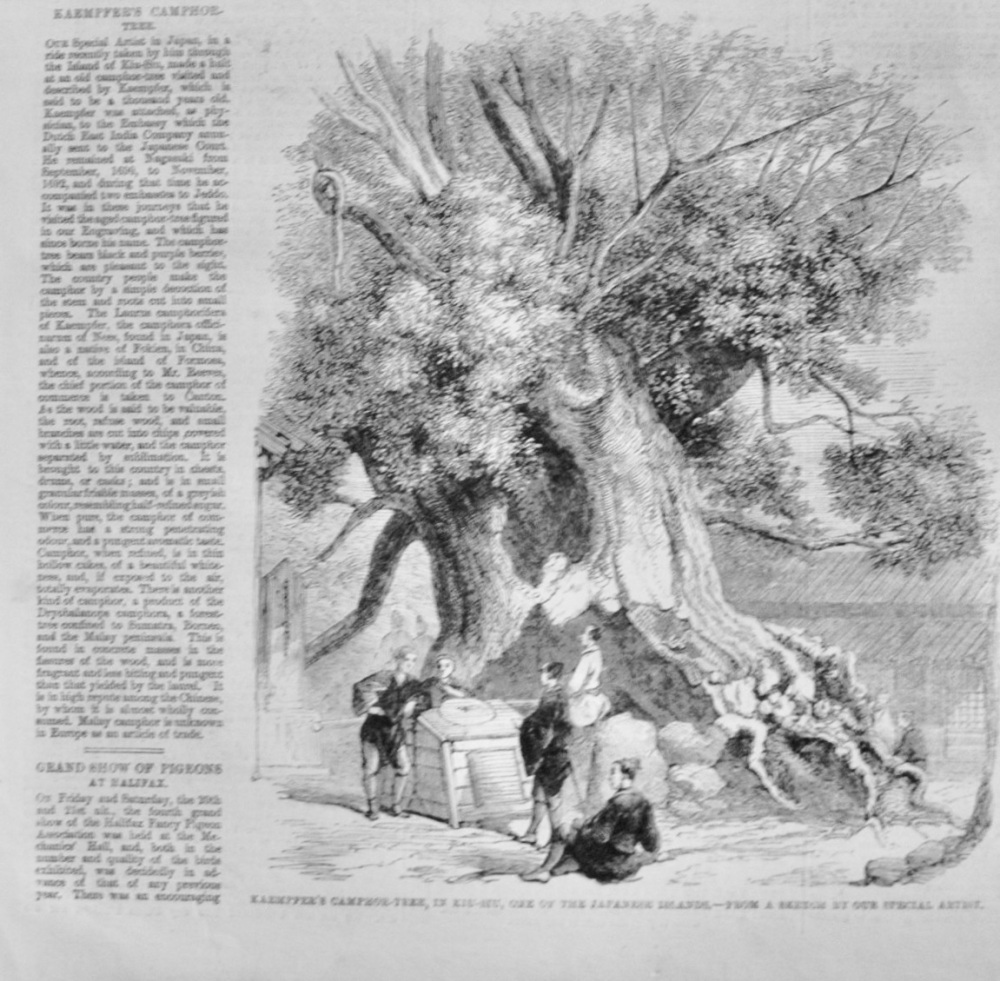 Kaempfer's Camphor Tree - 1862