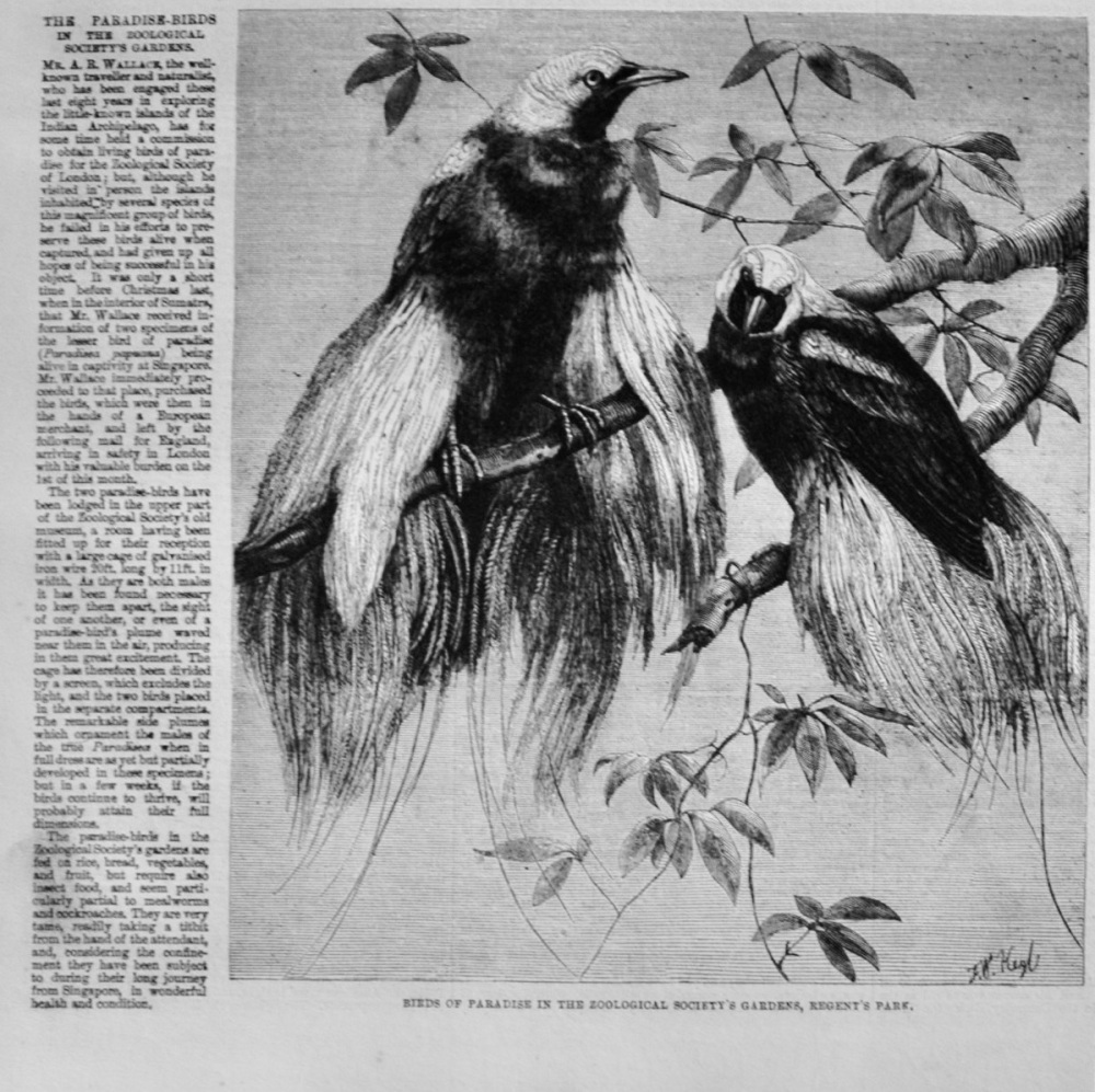 The Paradise Birds - 1862