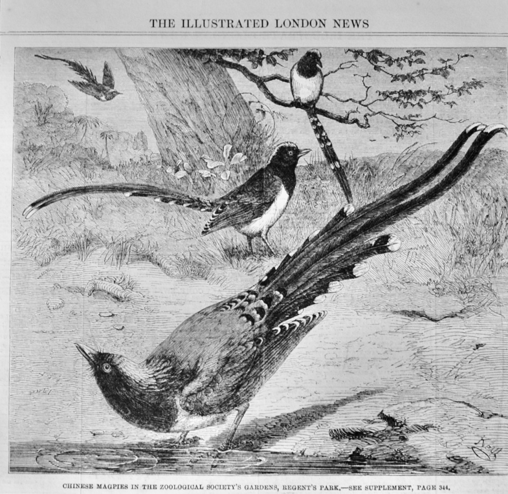 Chinese Magpies - 1862