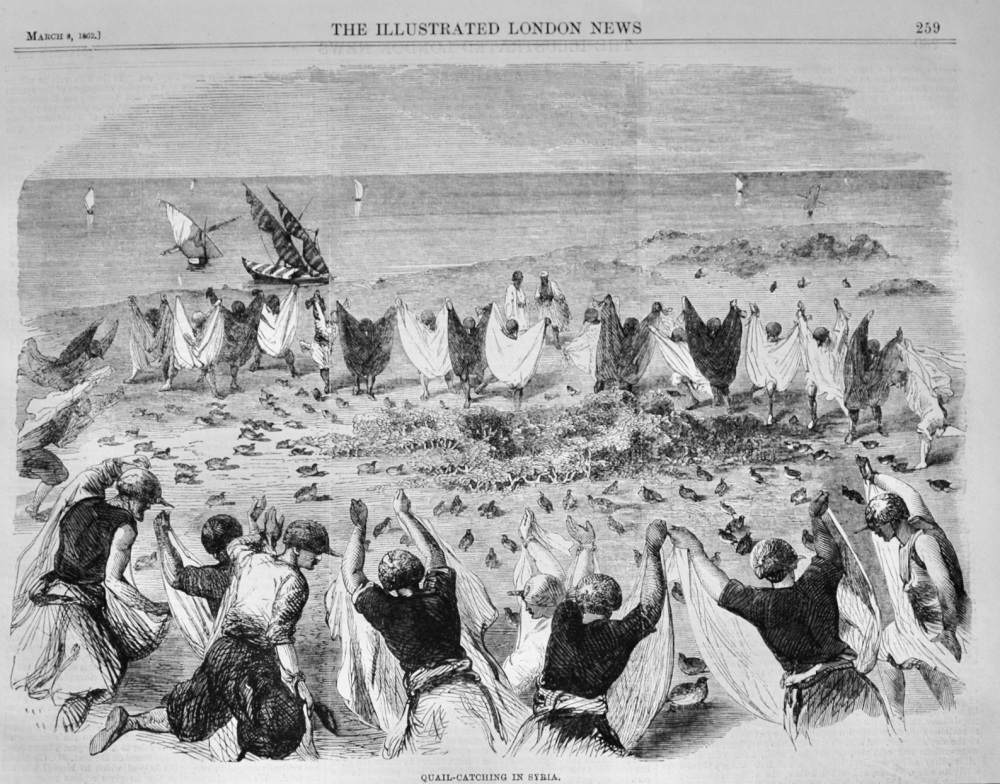 Quail Catching in Syria - 1862