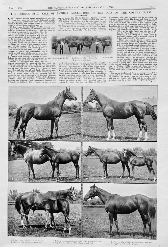 The Cobham Stud Sale of Monday Next.- Some of the Lots on the Cobham Farm.  1906.