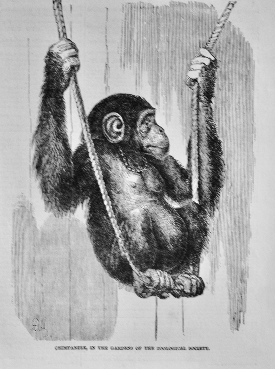 Animals in the Gardens of the Zoological Society - 1852