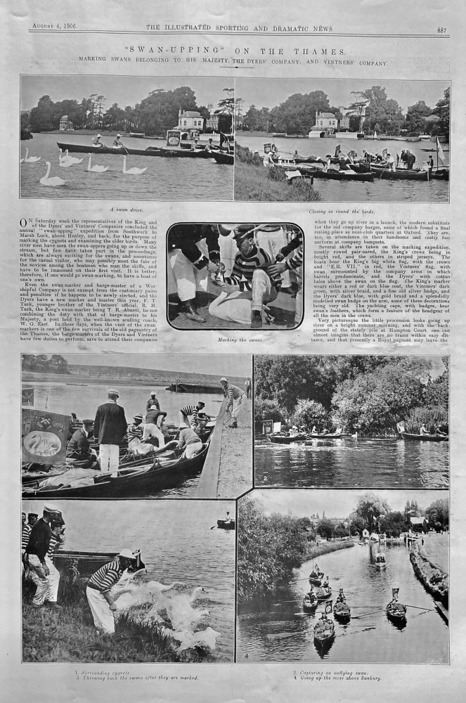 "Swan-Upping" on the Thames. 1906.