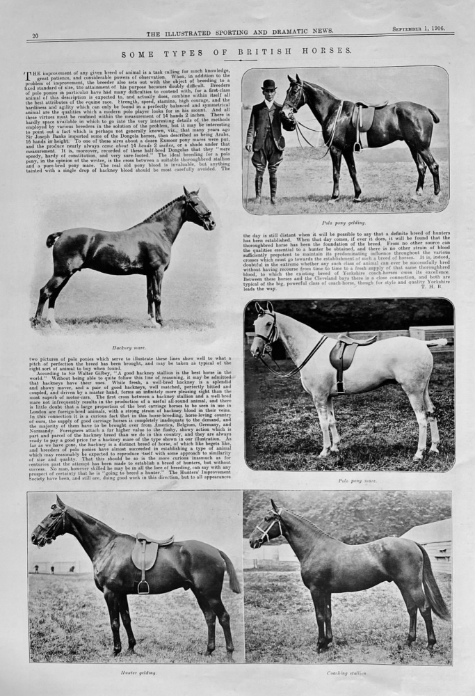 Some Types of British Horses.  1906.