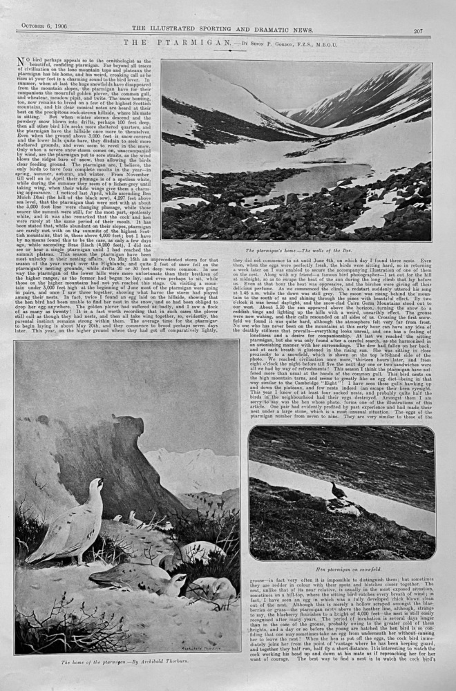 The Ptarmigan.  by Seton P. Gordon.  1906.