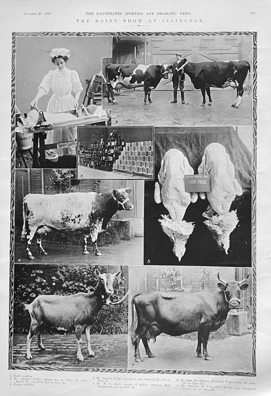 The Dairy Show at Islington.  1906.