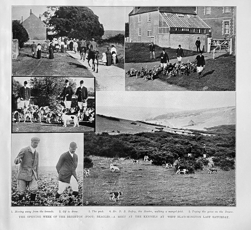 The Opening Week of the Brighton (Foot) Beagles.- A Meet at the Kennels at West Blatchington Last Saturday.  1906.