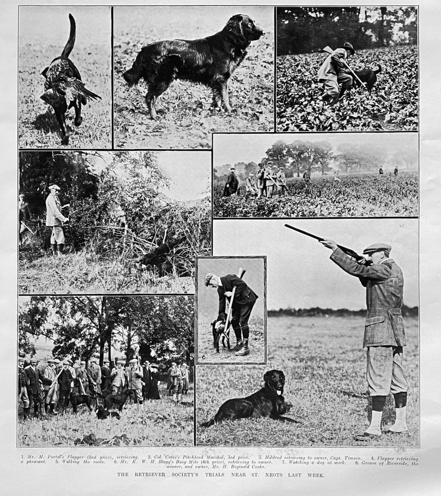 The Retriever Society's Trials near St. Neots Last Week.  1906.